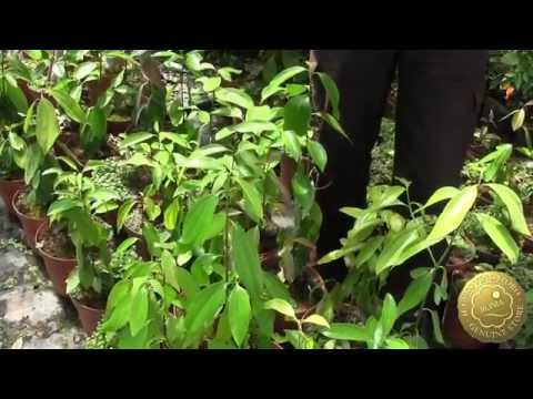 Video: >> Albero Di Cannella - Proprietà Utili E Usi Dell'albero Di Cannella, Fiori Dell'albero Di Cannella