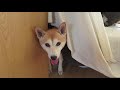 ドアとソファに挟まれる柴犬