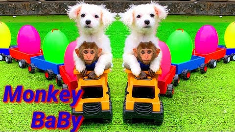 Little Monkey BoBo takes puppy colorful car & harvest Kinder Joy eggs in the farm | Happy Home
