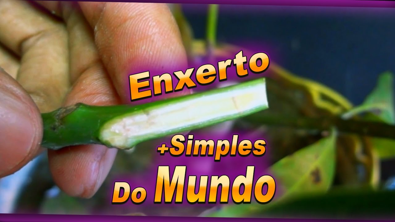 Como Fazer Enxerto em Manga |INGLÊS SIMPLES| O MAIS FÁCIL🌳 - YouTube