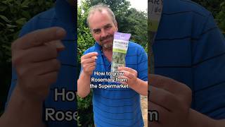 How to grow rosemary from the supermarket. Or propagate rosemary from a bush #growyourgroceries