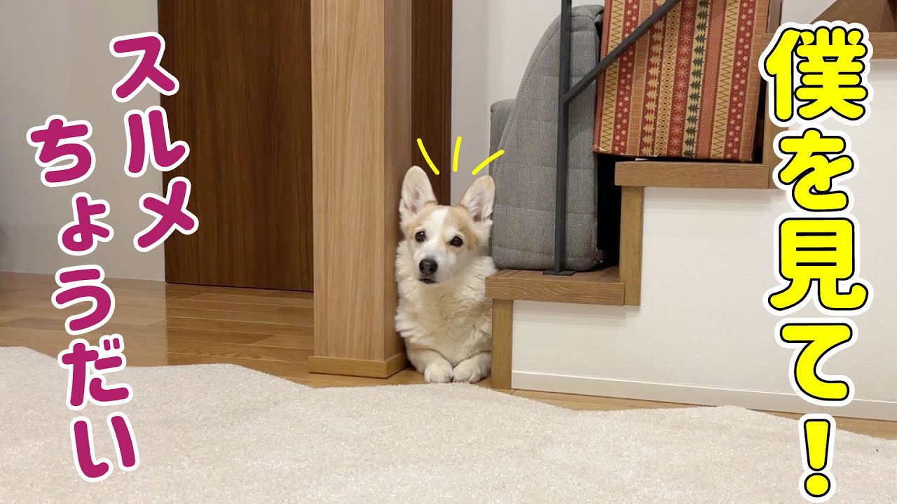 はさまってアピールするコーギー Youtube
