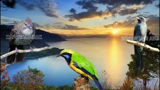 Bikin Juri MLONGO isian MEWAH II KOMPILASI Masteran Juara Terbaru 2023