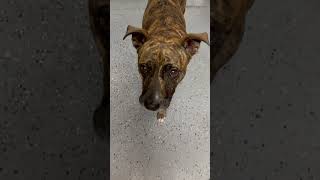 The Look She Gives Me When I Have To Leave 8.28.23