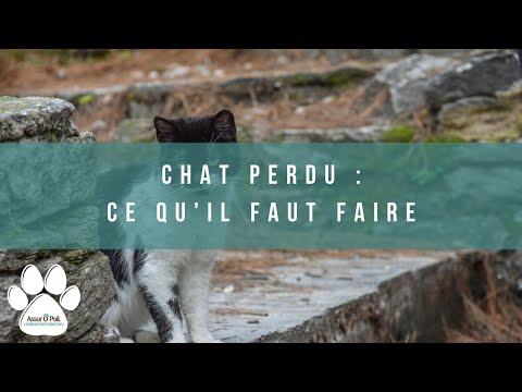 Vidéo: Comment trouver un chien ou un chat perdu ou disparu