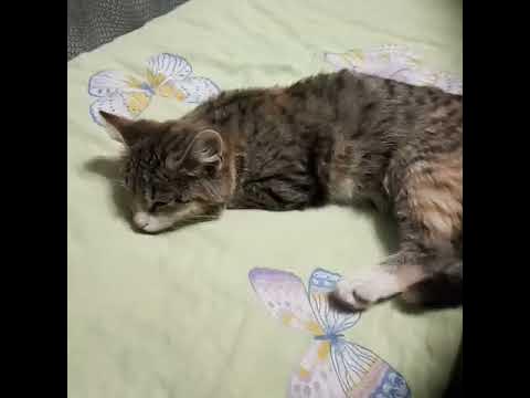 Котик няшка - YouTube