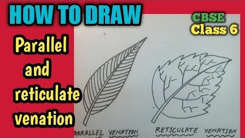 How to draw types of venation of leaf reticulate & parallel|parallel and reticulate venation diagram