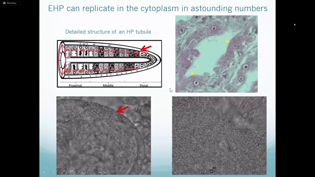 Managing the hazard of Enterocytozoon hepatopenaei in shrimp farming to optimize productivity