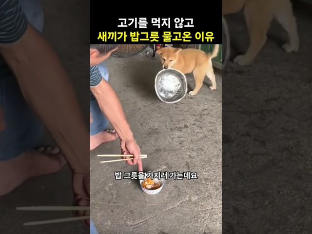 기다려봐.. 새끼 댕댕이가 밥 그릇을 물고 온 이유
