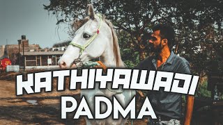 10 Conformation of Pure Kathiyawadi Horse || Kathiyawadi Mare 'PADMA' ||