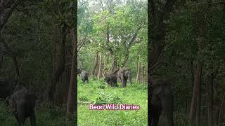 🐘#wildlife #indianhillstation #animals #nature #conservation .