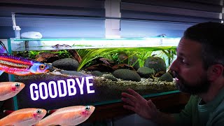 I made a SIMPLE AQUARIUM for RAINBOW SHINERS and GOLD WHITE CLOUD MINNOWS | BREEDING FOR PROFIT