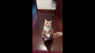 Download Lagu Dancing Cat Milu - Aplausos para ti! MP3