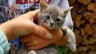 КОТЕНОК МАКС потерялся. Не можем найти. Поиски котенка КОТЕНОК МАКС потерялся. Не можем найти. Поиски котенка