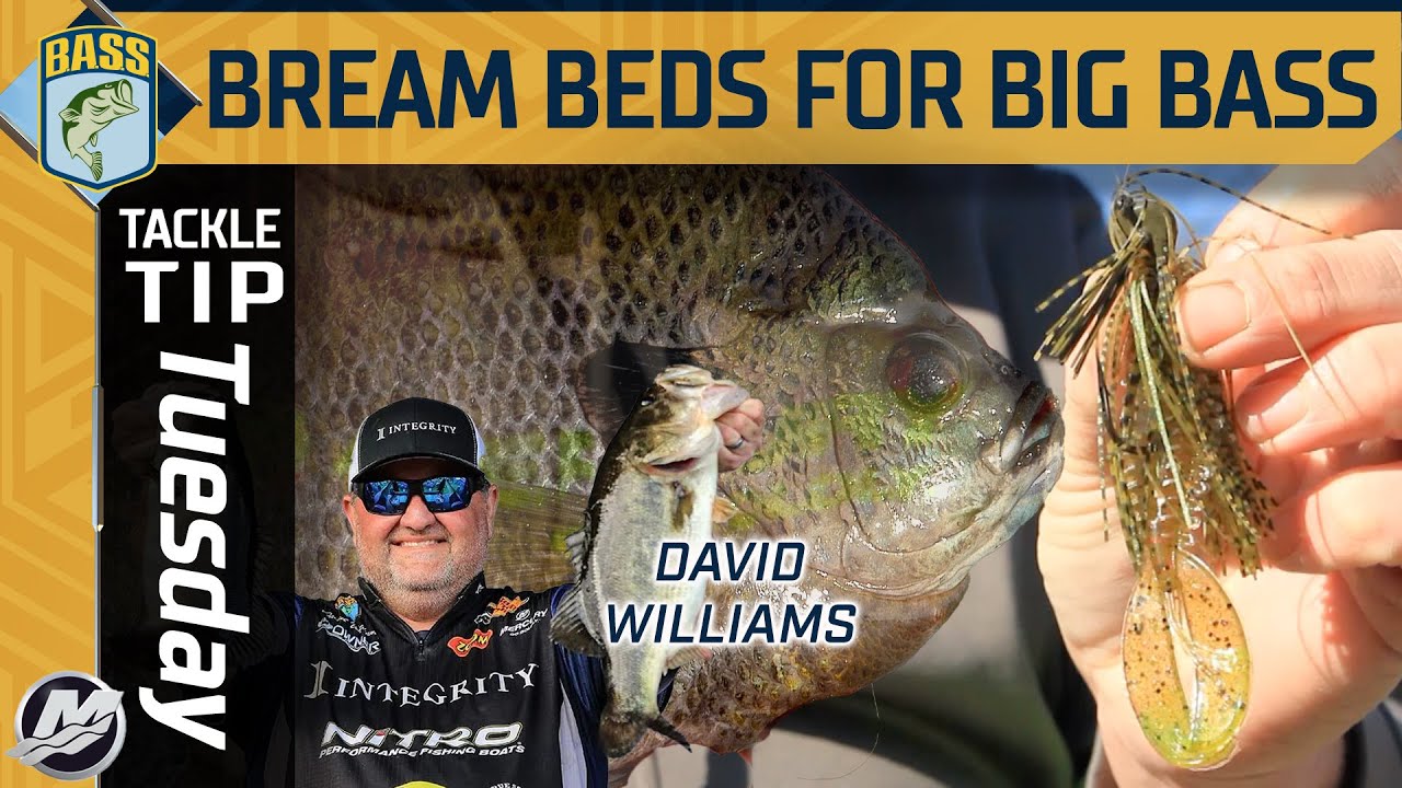 BREAM BEDS are hot spots after the spawn