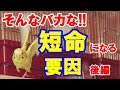 【セキセイインコ】命を握る私達の日常管理!! 後編