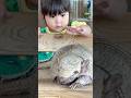 Petting an armadillo アルマジロを触ったよ!沖縄東南植物楽園