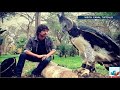 Águila arpía la sorprendente ave con tamaño de humano