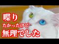 【残念】言いたい事も言えないよ、こんなんじゃ…