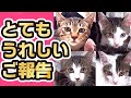【うれしいご報告】あの日野良猫だったメイの子供4匹が里親様のもとで新生活を始めることができました