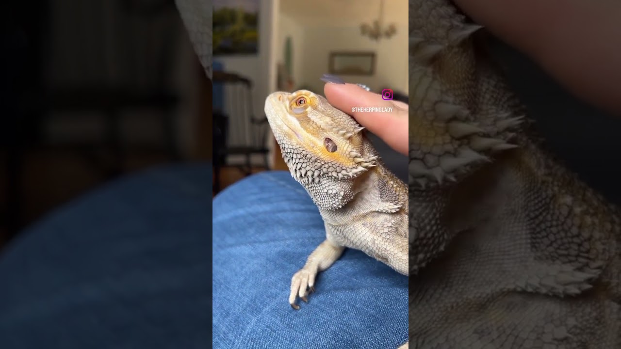 Bearded Dragon? I think Bearded Dog! 