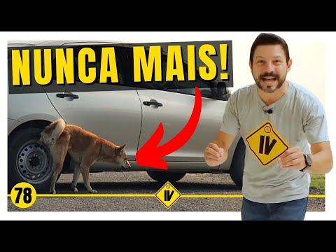 Vídeo: Como limpar uma caixa de cachorro