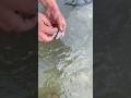 Metal Detecting in River Found Old Silver Treasure #shorts #shortsfeed #shortvideo #youtubeshorts
