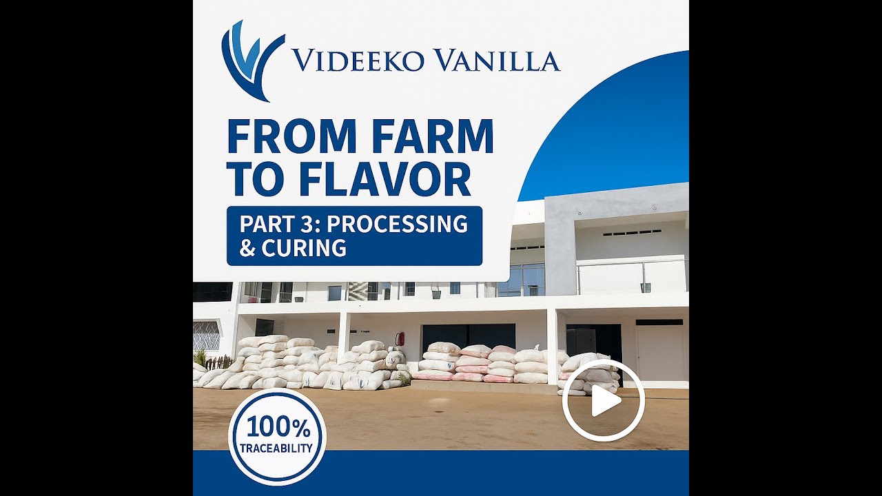 ⚙️ Madagascar Vanilla Bean Processing & Curing: From Farm to Flavor | Part 3: Processing & Curing