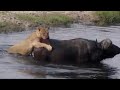 Lions Hunt A Giant Buffalo | See Drama In The End...!