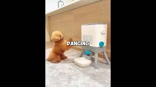 Slimme Puppy Lost Het Op