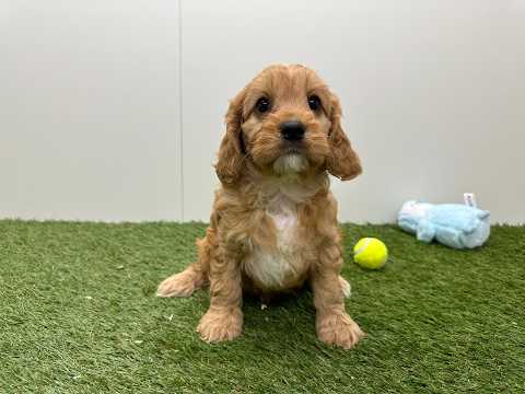 Video Cavapoo