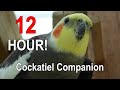 Cockatiel Companion 12 HOURS of BIRD NOISE!!! Play this to your Cockatiel