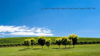 J.S. Bach: 'Sheep May Safely Graze' from Cantata, BWV 208