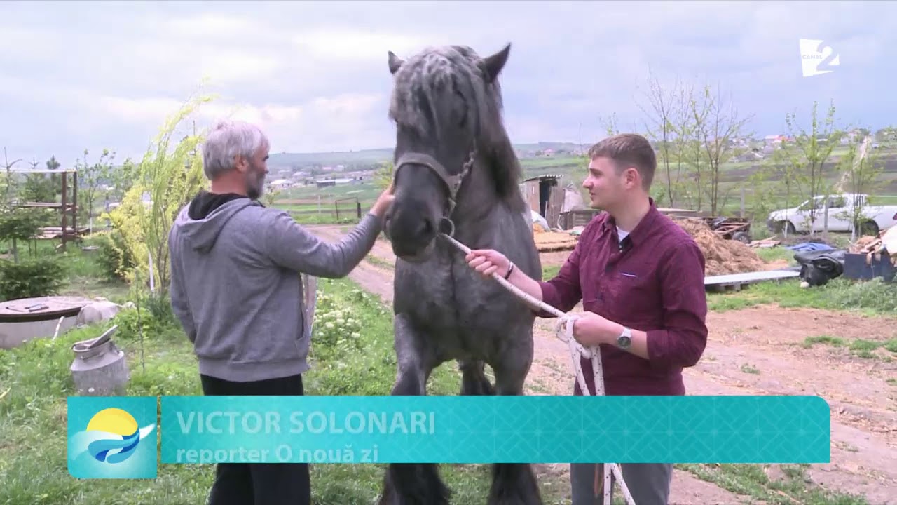 CAI OLANDEZI LA MERENI