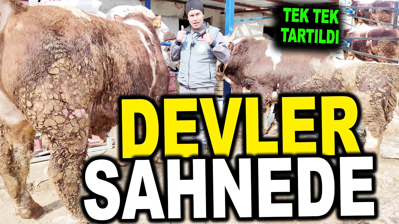 Dev Kurbanlıklar Tartıldı 2026 Fiyatları Açıklandı / Yıldırım Besi Çiftliği Ankara