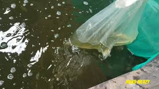 Budidaya ikan lele 500 ekor ukuran 9-12