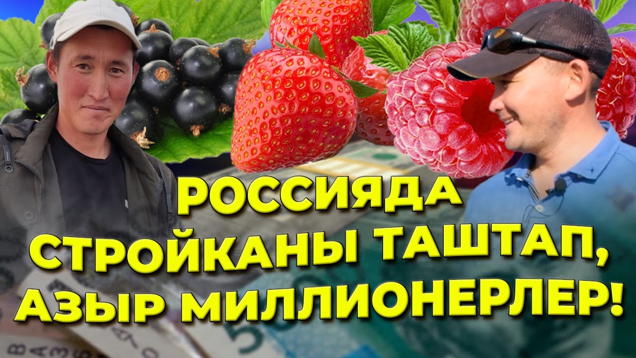 1 кг 250 сомдон сатып, жакшы КИРЕШЕ тапкан достор!