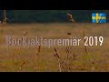Bockjaktspremiär 2019 " Deer hunting  Bockjakt " Roebuck Hunting " Lockjakt på Bock