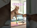 #猫ミーム つくるぞっ #vtuber #shorts #cat #catmemes