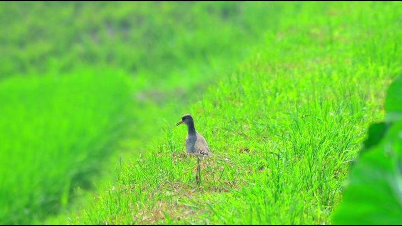 ケリの春夏秋冬(Grey-headed lapwing spring / summer fall / winter) 