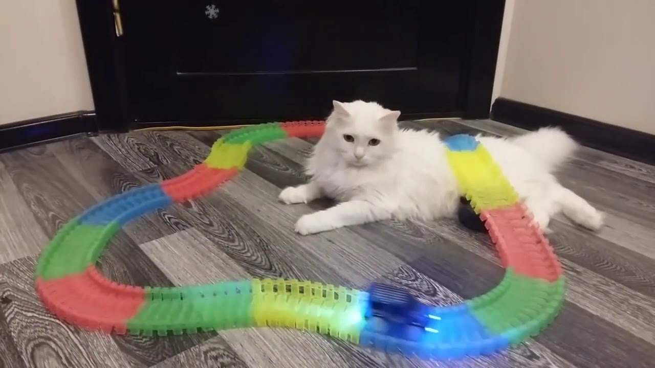 Vidéos de chats à mourir de rire compilation juin 2019 - Fun Drôle 