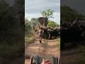 African Elephant Attacks a Safari Vehicle 😲🐘🌿😣