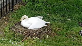 A Beautiful Swan and her eggs, Tamworth Castle Grounds