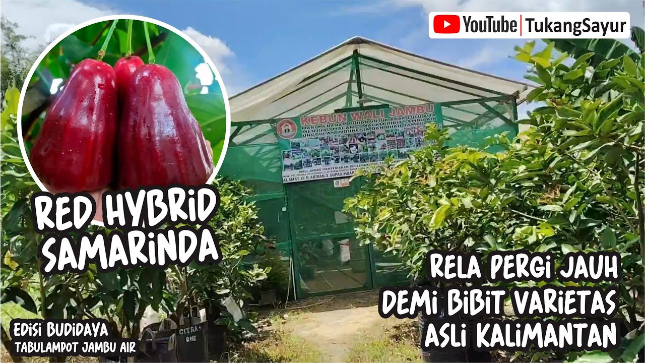 BERBURU BIBIT JAMBU AIR RED HYBRID SAMARINDA