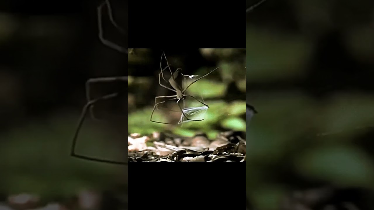 How the gladiator spider hunts 