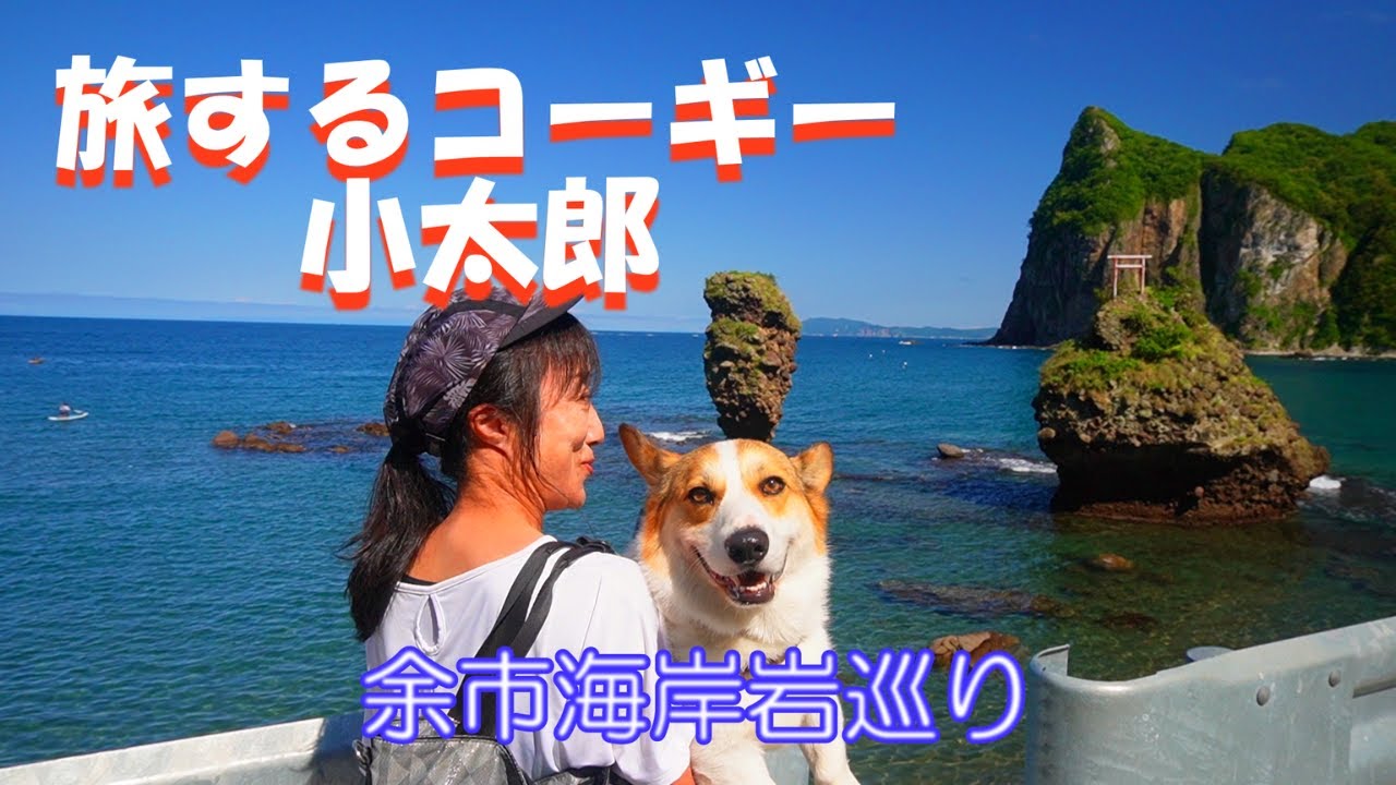 Японский корги Котаро путешествует с ночевкой в ​​кемпере.