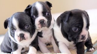 Boston Terrier Puppies - Week 3 by BrownstoneBostonTerriers 9,477 views 9 years ago 34 seconds