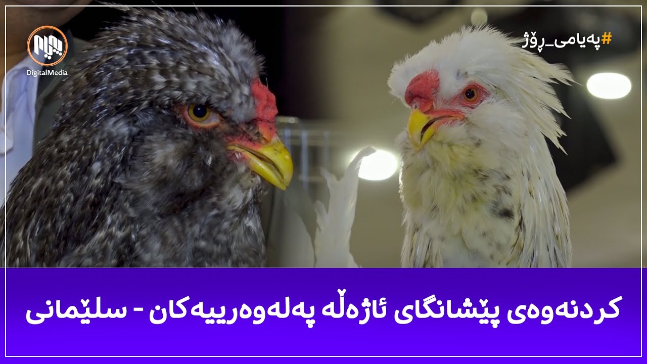 کردنەوەی پێشانگای ئاژەڵە پەلەوەرییەکان - سلێمانی