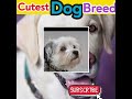 Top 10 cutest dog breeds |Cutest dog breeds|Labrador retriever|Golden retriever|#shorts #shortsvideo