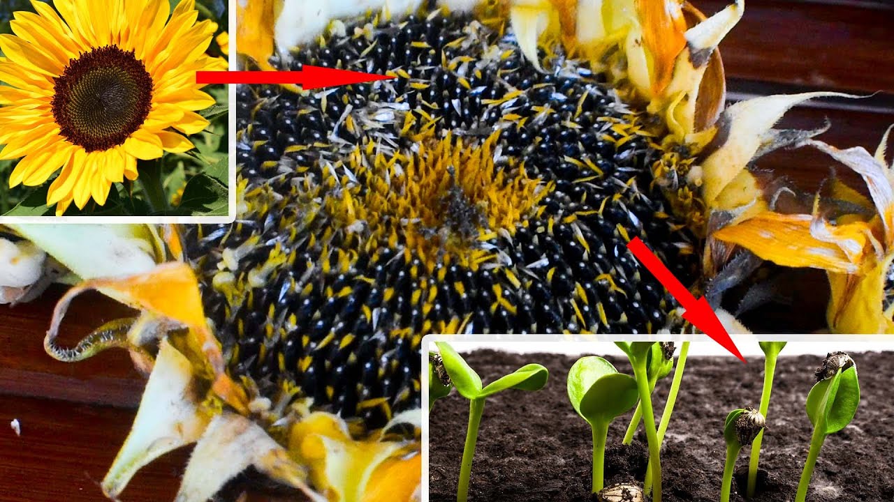 HARVESTING SUNFLOWER SEEDS CEBU 2020 YouTube